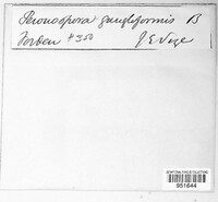 Peronospora ganglioniformis image